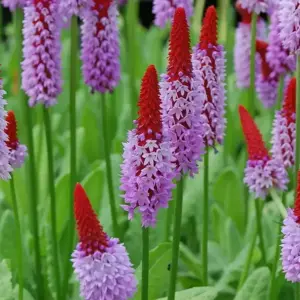Primula vialii