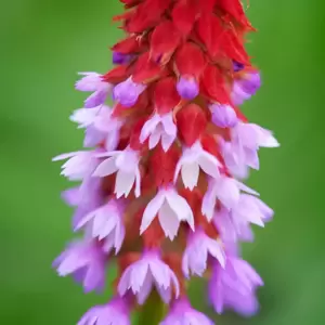 Primula vialii 1.5L - image 2