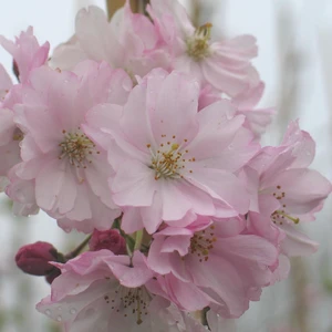 Prunus 'Accolade'