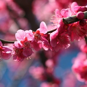 Prunus mume 'Beni-chidori' - Patio Top Worked