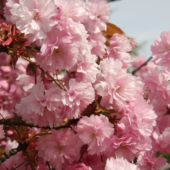 Prunus 'Kanzan' (Large)