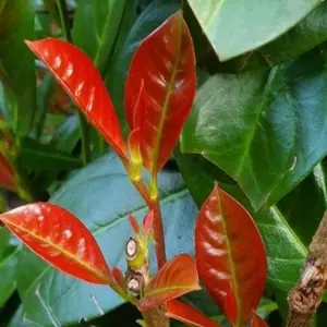 Image Credit: van Vliet New Plants