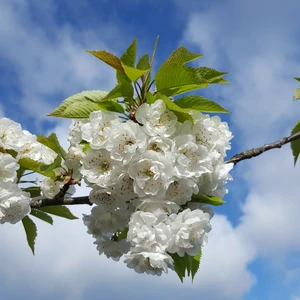 Prunus avium 'Plena' 12L