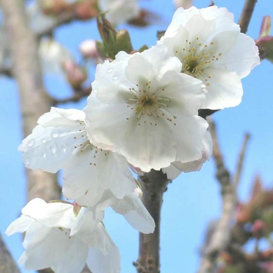 Prunus 'Tai-haku'