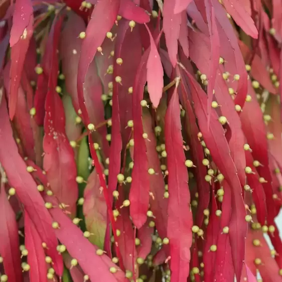 Pseudorhipsalis ramulosa 'Red Coral' 17cm Hanging Pot - image 1