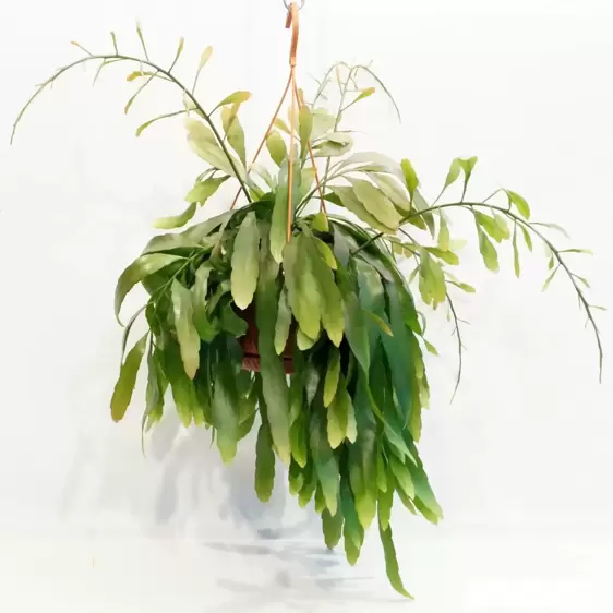 Pseudorhipsalis ramulosa 'Red Coral' 21cm Hanging Pot - image 3