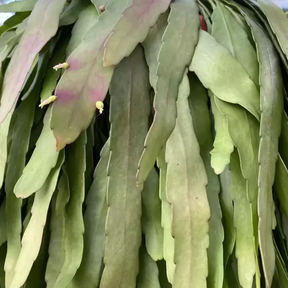 Pseudorhipsalis ramulosa 'Red Coral' 17cm Hanging Pot - image 2