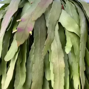 Pseudorhipsalis ramulosa 'Red Coral' 17cm Hanging Pot - image 2