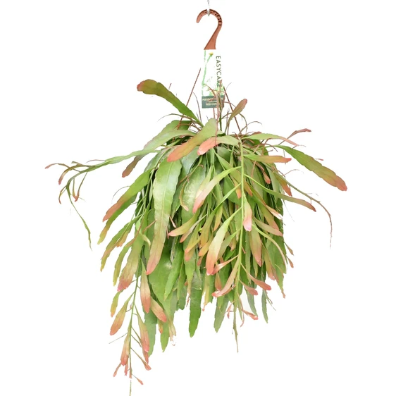 Pseudorhipsalis ramulosa 'Red Coral' 17cm Hanging Pot - image 4