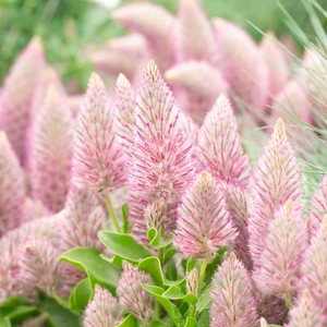 Ptilotus exaltatus 'Joey'