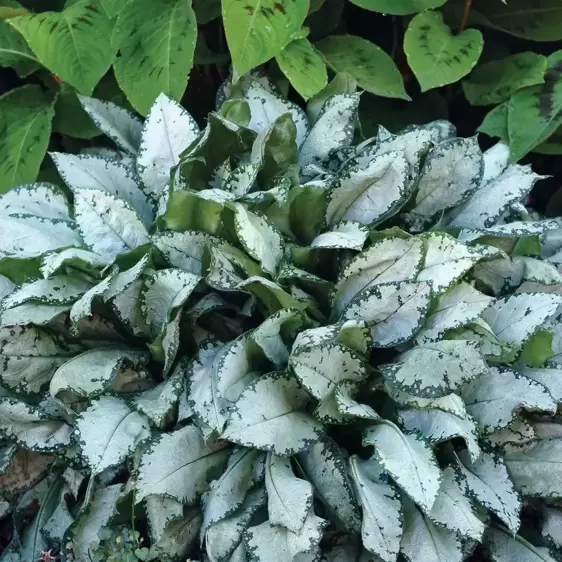 Pulmonaria 'Moonshine' - Photo(s) courtesy of TERRA NOVA® Nurseries, Inc.