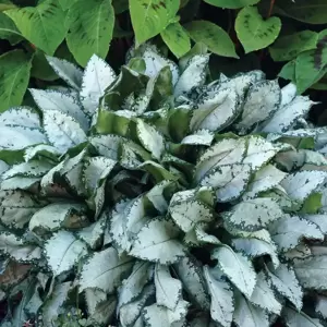 Pulmonaria 'Moonshine' - Photo(s) courtesy of TERRA NOVA® Nurseries, Inc.