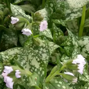 Pulmonaria 'Moonshine' - Photo(s) courtesy of TERRA NOVA® Nurseries, Inc.