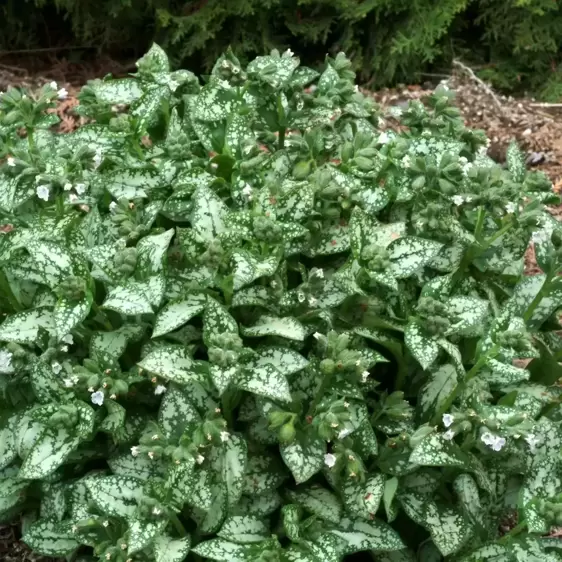 Pulmonaria 'Moonshine' - Photo(s) courtesy of TERRA NOVA® Nurseries, Inc.