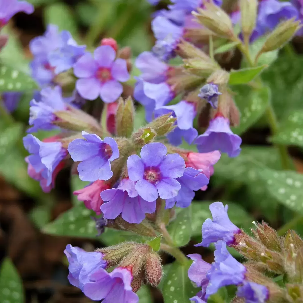 Pulmonaria 'Trevi Fountain' 1L - Cowell's Garden Centre | Woolsington