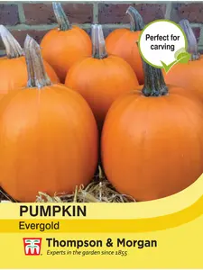 Pumpkin Evergold - image 1
