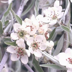 Pyrus salicifolia 'Pendula'