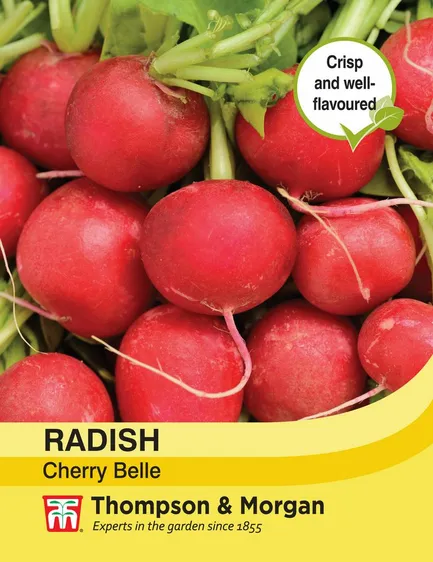 Radish Cherry Belle - image 1