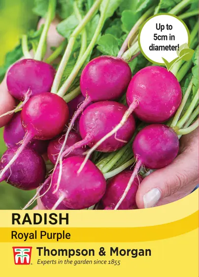 Radish Royal Purple - image 1