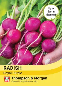 Radish Royal Purple - image 1