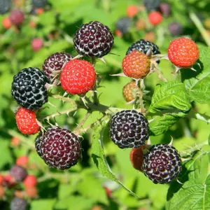 Raspberry 'Black Jewel'