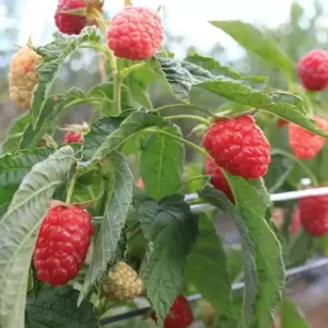 Image Credit: Lubera Edibles