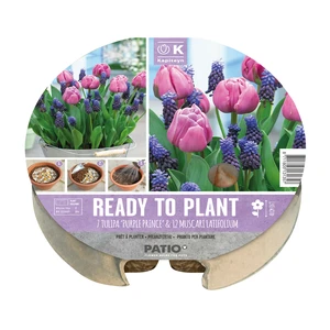 Ready To Plant Blue & Purple Bulb Tray - image 1