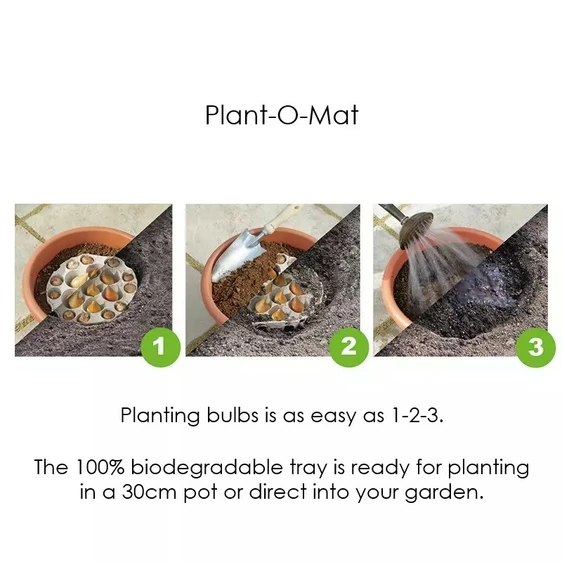 Ready To Plant Blue & Purple Bulb Tray - image 2