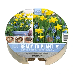 Ready To Plant Blue & Yellow Bulb Tray - image 1