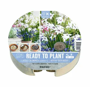 Ready To Plant Gladioli & Brodiaea Tray