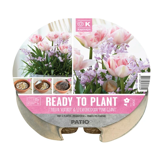 Ready To Plant Pink Bulb Tray - image 1