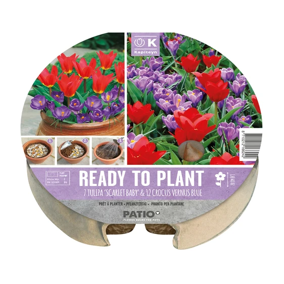 Ready To Plant Purple & Red Bulb Tray - image 1