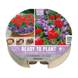 Ready To Plant Purple & Red Bulb Tray - image 1