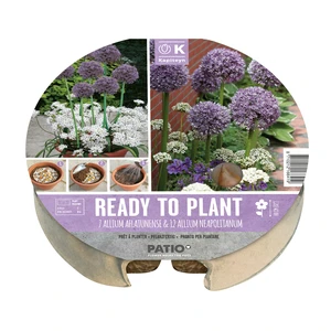 Ready To Plant Purple & White Bulb Tray - image 1