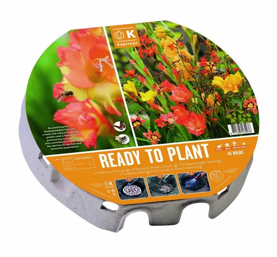 Ready To Plant Wild Blooms Bulb Tray