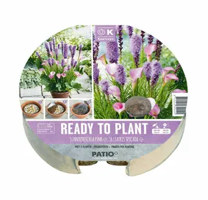 Ready To Plant Zantedeschia & Liatris Tray