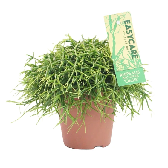 Rhipsalis baccifera 'Oasis' 12cm - image 2