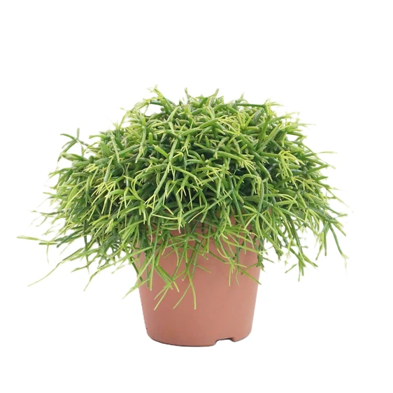 Rhipsalis baccifera 'Oasis' 12cm - image 1