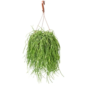 Rhipsalis baccifera subsp. shaferi 17cm Hanging Pot