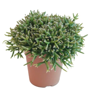 Rhipsalis burchellii 12cm - image 1