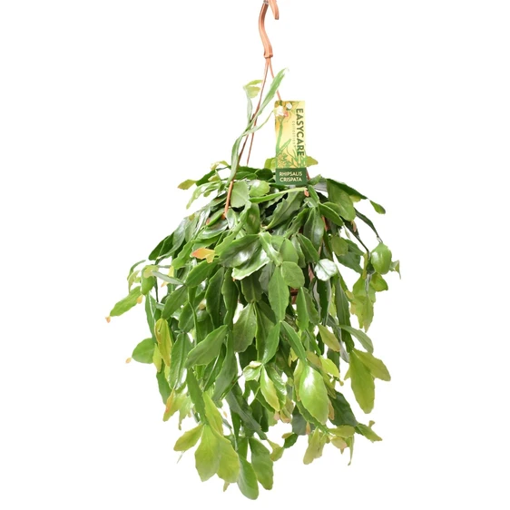 Rhipsalis crispata 14cm Hanging Pot