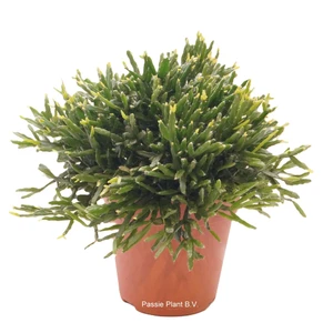 Rhipsalis ewaldiana - image 1