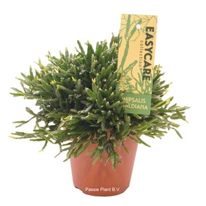 Rhipsalis ewaldiana - image 2