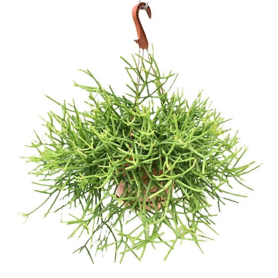 Rhipsalis teres f. heteroclada 17cm Hanging Pot