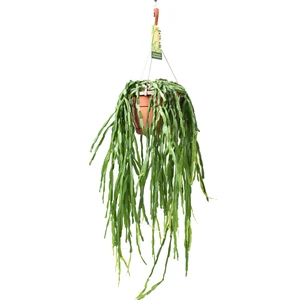 Rhipsalis paradoxa 14cm Hanging Pot /  - image 1