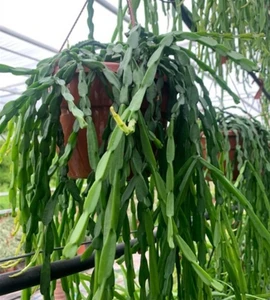 Rhipsalis paradoxa 14cm Hanging Pot /  - image 2