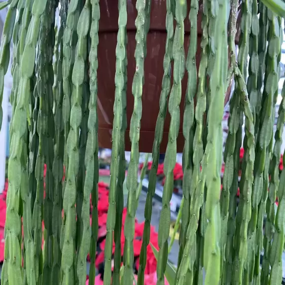 Rhipsalis paradoxa minor 21cm Hanging Pot - image 1