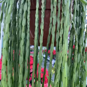 Rhipsalis paradoxa minor 21cm Hanging Pot - image 1