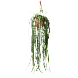 Rhipsalis paradoxa minor 21cm Hanging Pot - image 3