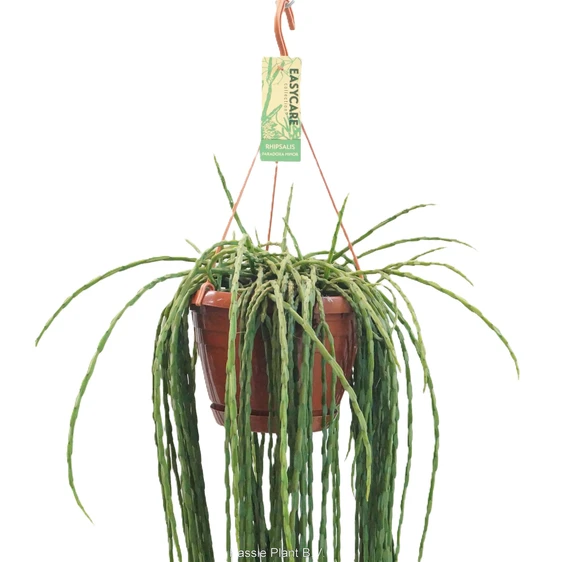 Rhipsalis paradoxa minor 21cm Hanging Pot - image 2